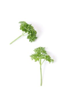 Parsley isolated on a white bg