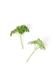 Parsley isolated on a white bg