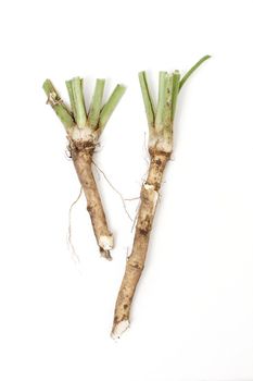 Two roots of horse radish