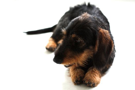 A cute dachshund puppy on the floor