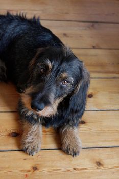 A cute dachshund puppy on the floor