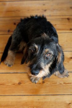 A cute dachshund puppy on the floor