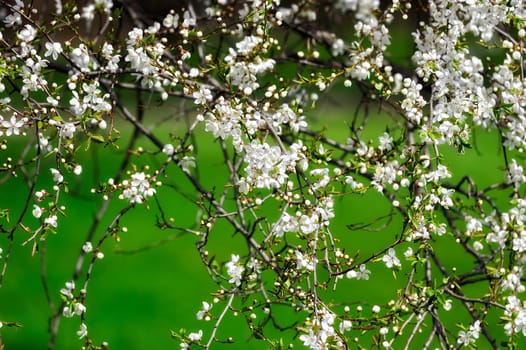 Flowers on the branches on a background of green grass