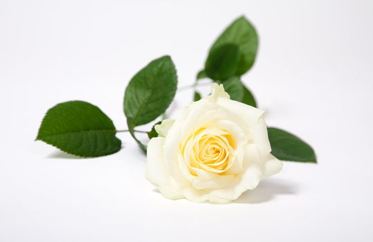 White  single rose isolated on white with green leaves