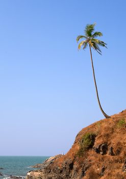 Lonely coconut palm on the beach in Goa