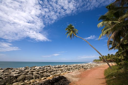 Green lonely palm on the beach in India over blue sky