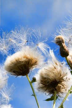 Thistledown and seeds moving in the wind on a blue sky