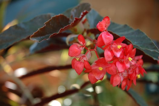 tropical flower that growth well in indonesia