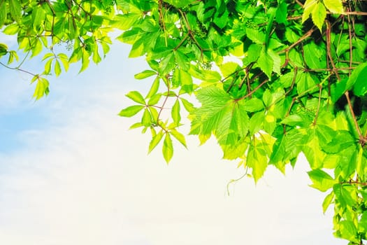 Foliage of shrub in the middle of summer