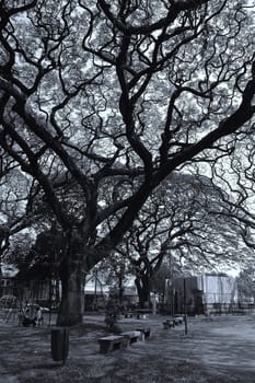 big old tree in a park of taman cibeunying, bandung-west java, indonesia