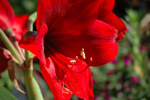 red lily that growth well in indonesia
