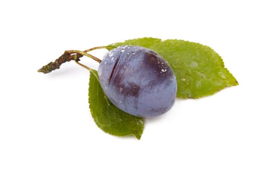 Plum with branch isolated on white background