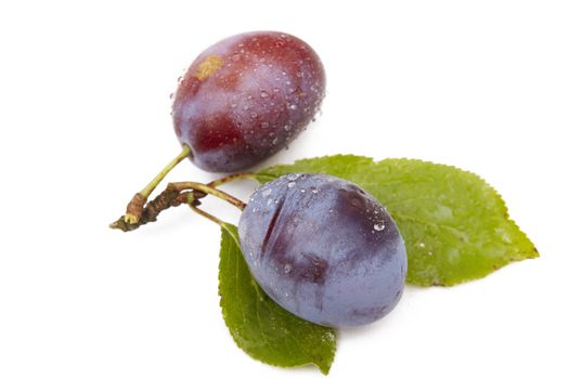 Plum with branch isolated on white background