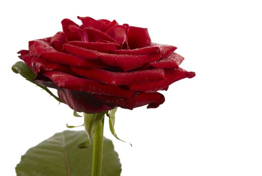 Single red rose isolated in white background