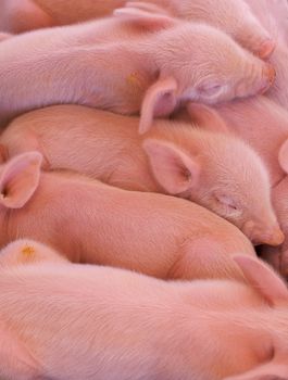 a pile of pink piglets just born at the state fair