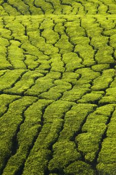 tea plantation texture