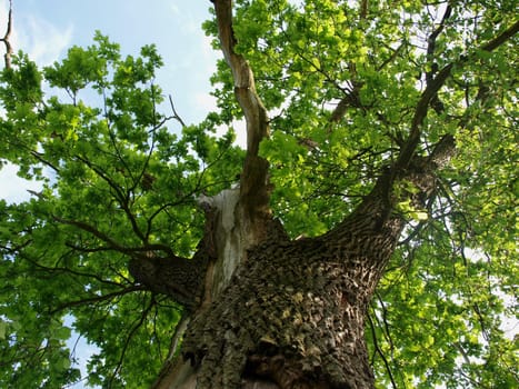 the old oak tree - wiev from bellow      