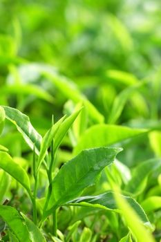 Tea Leaf with Plantation in the Background (Morning)