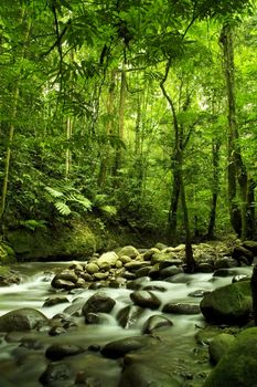 green forest and river