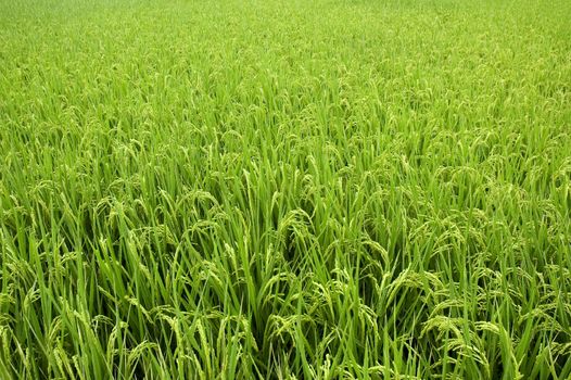 Paddy rice field