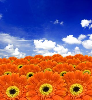 orange daisy flowers against blue sky

