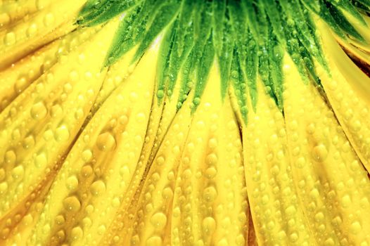 closeup of yellow Gerbera Jamesonii Bolus flower