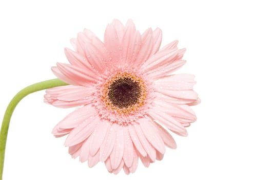 pink gerber isolated on white background