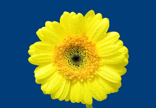 yellow gerber isolated on blue background
