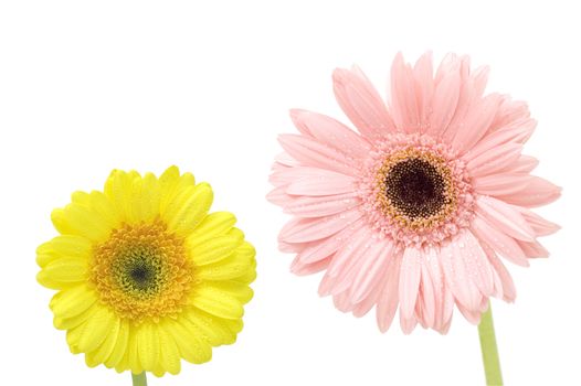 gerber daisy