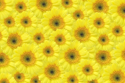 yellow gerber background