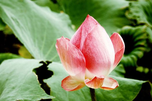 beautiful pink water lily bud (lotus)