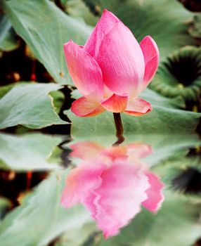 reflection of beautiful pink lotus