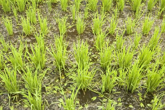 green paddy field (early stage)