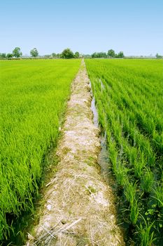 path at green paddy fields