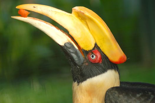 hornbill feeding papaya