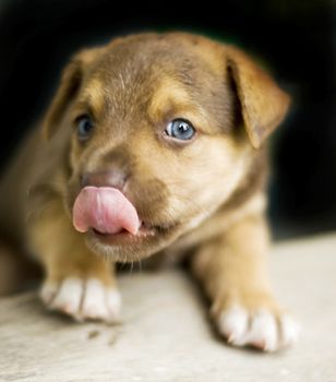 puppy licking its nose 