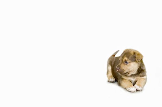 puppy sitting on white background 