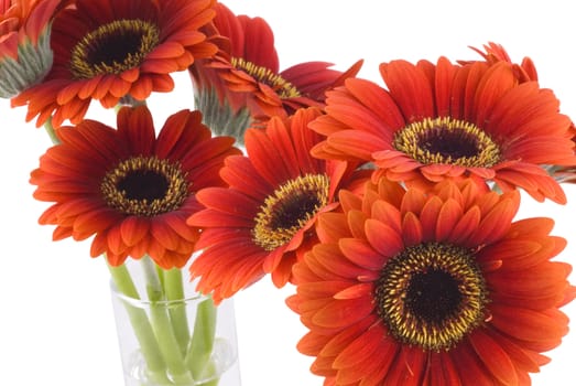 Bunch of red gerberas isolated on a white background.
