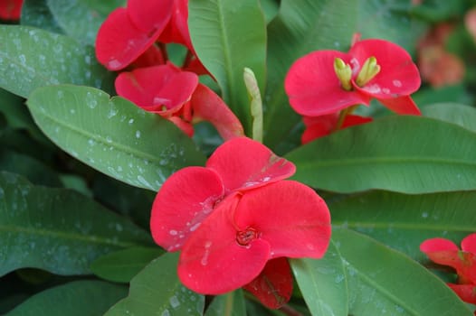 Abstract view of red flower with shallow dof