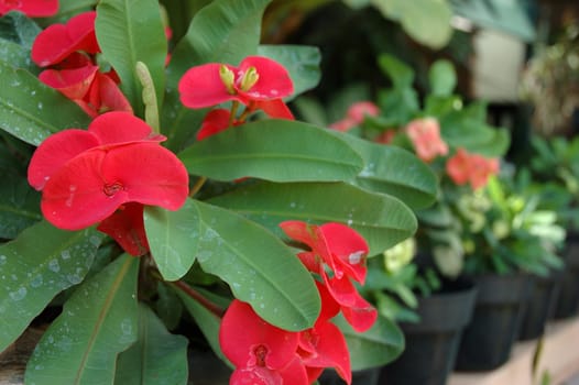 Abstract view of red flower with shallow dof