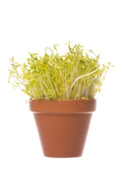 Isolated image of snow pea sprouts.