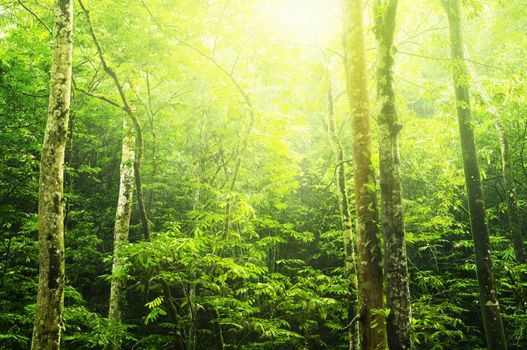 Tropical green forest landscape with ray of light.