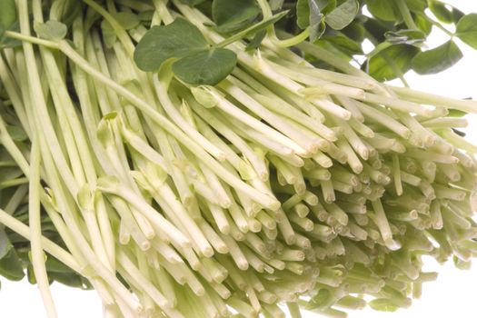 Isolated image of snow pea sprouts.