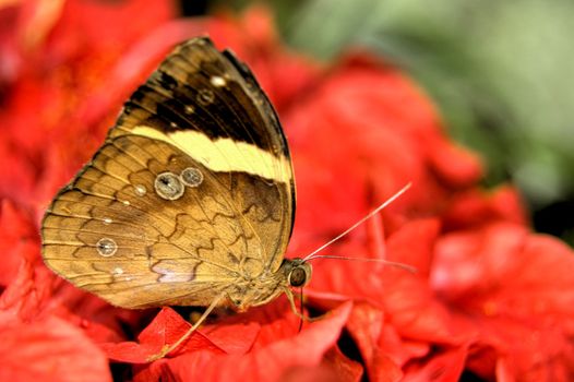 butterfly feeding