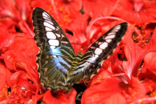 butterfly feeding