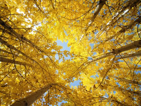 Upward view of Fall Aspen Trees