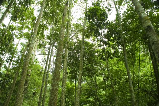 green forest