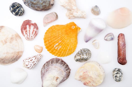 Seashells on white background