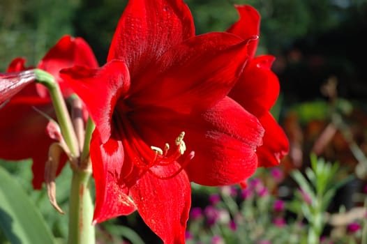 red lily that growth well in indonesia