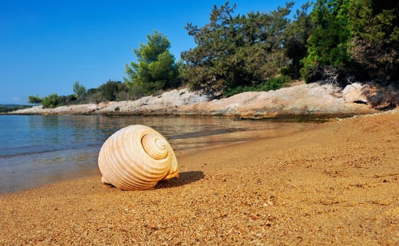 A seashell lying on a sandy beach in the Mediterranean, under a clear blue sky